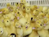 Домашняя птица, суточный молодняк. Инкубатор пгт. Энем