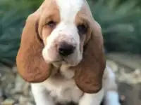 щенки бассет хаунд
