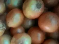 Овощи оптом