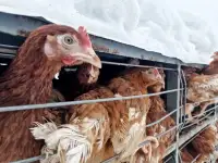 Куры несушки с бесплатной доставкой, фотография 4