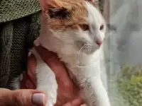 Чудесные котята - только в добрые руки, фотография 2