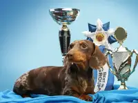 Вязка. Миниатюрный кобель Чемпион РКФ