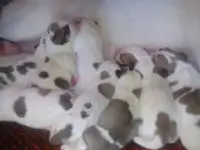 Среднеазиатские щенки