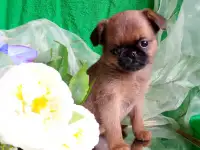 Яркая девочка пти-брабансон, фотография 2