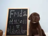 Лабродор щенки