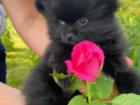 продам щенков шпица