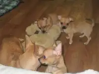 продам щенят чихуахуа , фотография 5