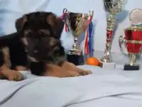 Щенок немецкой овчарки RKF.