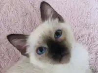 Тайские котята, фотография 3