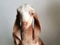 Козлик камори 50%