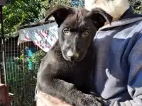 Щенки немецкой овчарки