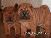 Щенки шарпея
