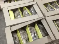 Ферма грибная 2000 квадратов