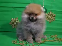 Мальчик померанского шпица