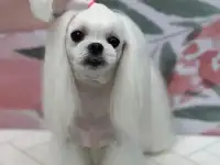 Стрижка собак и кошек, фотография 3