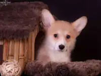 Вельш Корги щенки, фотография 2