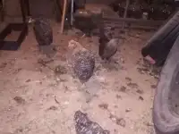 Продам индюшат