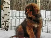 Тибетского мастифа щенки, фотография 2