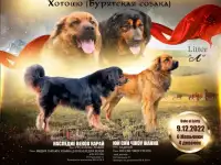 Щенки Хотошо