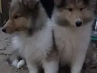 Колли щенки, фотография 2