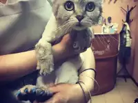 Стрижка собак и кошек м.Марксистская, Рязанский проспект, Выхино, фотография 3