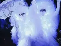 Светящиеся фьеки - пушистики на мероприятие