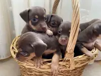 Щенки
