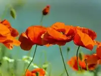 Фотообои с изображением мака, фотография 3