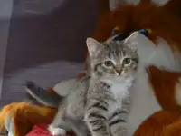 котята даром, фотография 4