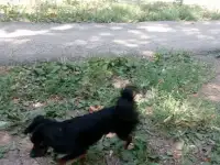 пропала собачка