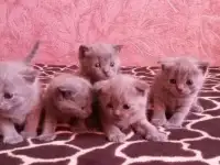 Британские и шотландские котята 