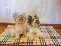 Многоразовые пеленки для собак