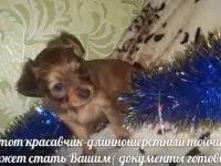 Продаю щенка