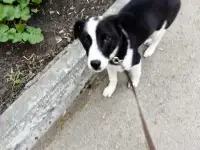 Щенок