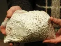 Мицелий Вешенки зерновой