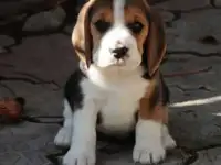 Щенок бигля