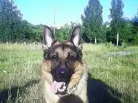 Ищу невесту!!!