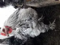 Петухи Брама