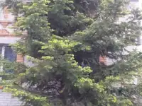 Продам дачу, с.Новотроицкое