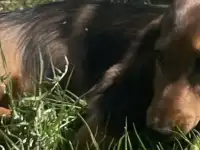 Длинношёрстая такса