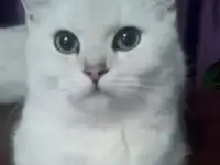 Предлагаются котята