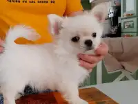 нежные мальчики чихуахуа