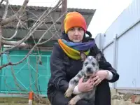Австралийский хилер, фотография 5
