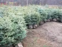 Саженцы из Питомника в Самаре.