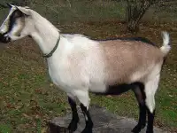 Коза дойная без запаха