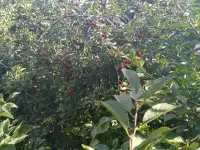 Продам