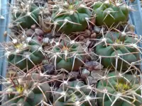 Кактусы, Gymnocalycium polycephalum от Kohres, фотография 5
