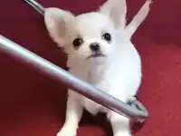 Щенки чихуахуа, фотография 2