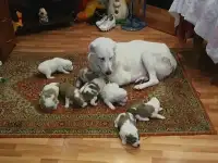 щенки Алабая