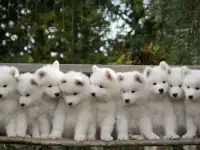 Продаются щенки Самоеда, фотография 2